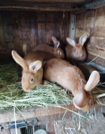 burgundske-kraliky-big-3