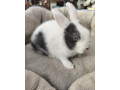predame-mini-zajaciky-small-4