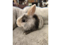 predame-mini-zajaciky-small-0