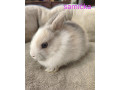 predame-mini-zajaciky-small-3