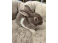 predame-mini-zajaciky-small-1