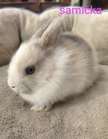 predame-mini-zajaciky-big-3