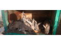 predam-zajace-samce-samicepredam-kraliky-vek-do-pol-roka-small-0
