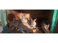 predam-zajace-samce-samicepredam-kraliky-vek-do-pol-roka-small-1