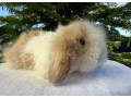 teddybaran-small-2