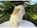 teddybaran-small-1