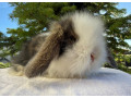 teddybaran-small-0