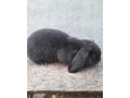 francuzsky-baran-small-0