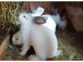 mlade-kraliky-na-dalsi-vykrm-small-0