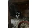 predam-small-3