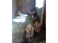 predaj-domaceho-chovu-small-0