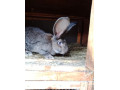 belgicky-obor-small-3