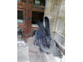 belgicky-obor-small-1