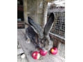 belgicky-obor-small-0
