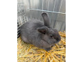 kralik-samica-holicsky-modry-na-predaj-small-4