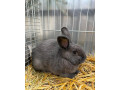 kralik-samica-holicsky-modry-na-predaj-small-3