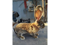belgicke-obry-small-4