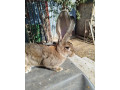 belgicke-obry-small-2