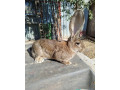 belgicke-obry-small-0