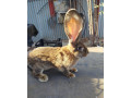 belgicke-obry-small-3