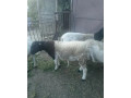 baran-dorper-small-0
