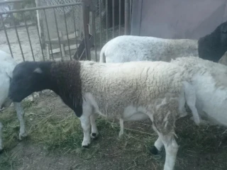 baran-dorper