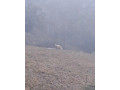 predam-jahnacie-maso-small-0