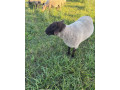 predam-25-rocneho-barana-small-0