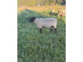 predam-25-rocneho-barana-small-1