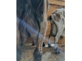 dojne-kozy-small-1