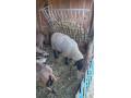 predam-barana-suffolk-small-3
