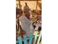 predam-barana-suffolk-small-2