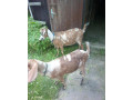 predam-kozu-small-0