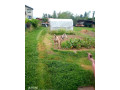predam-kozu-small-1