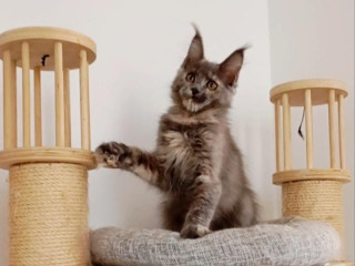 maine-coon-s-pp