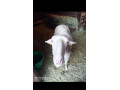 predam-small-3