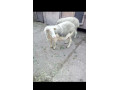 predam-small-4