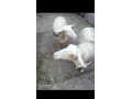 predam-small-2