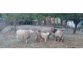 predam-barana-a-dve-ovce-small-0