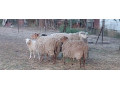 predam-barana-a-dve-ovce-small-1