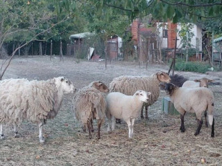 predam-barana-a-dve-ovce