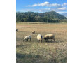 ovca-baran-jahnata-na-predaj-small-1