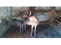predam-2-kozy-small-1