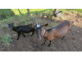 predam-2-kozy-small-3
