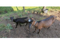 predam-2-kozy-small-2