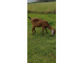 predam-small-0