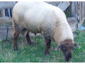 predam-barana-rezervovane-small-1
