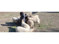 predam-ovce-small-0