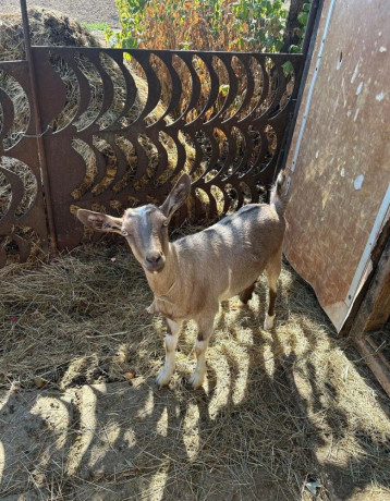predam-kozu-8mesacnu-big-0