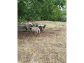 predam-ovce-small-2